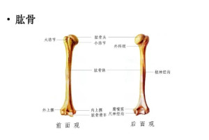 肱骨