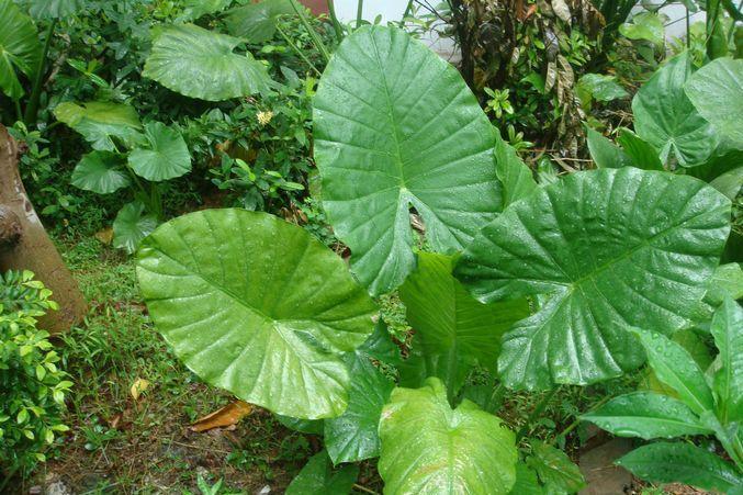 海芋 天南星科海芋属植物 搜狗百科