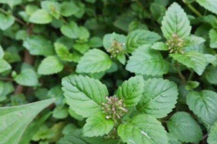 风轮菜 唇形科风轮菜属植物 搜狗百科