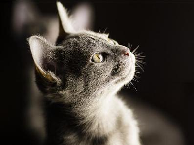 科拉特猫