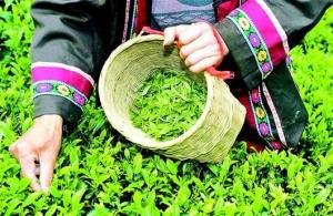 采摘玉露茶