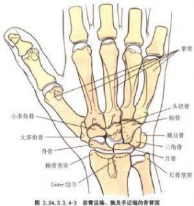 由手的舟骨,月骨和三角骨的近侧关节面作为关节头,桡骨的腕关节面和尺