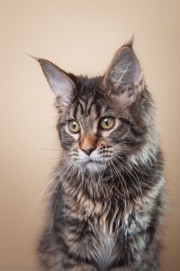 猫科动物