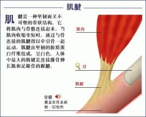 肌肉肌腱单位的急性损伤