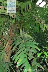 爬树龙花果爬树龙(云南思茅,红河) 过山龙, 青竹标,老蛇藤, 大青龙