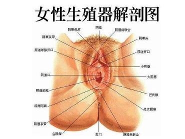 女性外生殖器