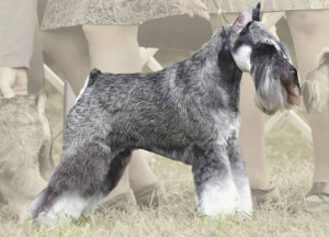 梗犬