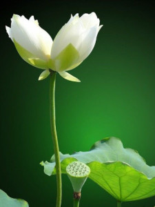 并蒂莲