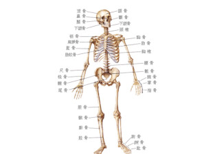 人体骨骼
