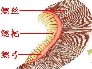 鳃耙 搜狗百科