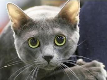 科拉特猫