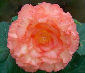 浅裂黄花秋海棠