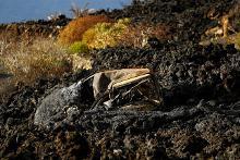 火山爆发