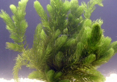 金鱼藻 金鱼藻科金鱼藻属植物 搜狗百科