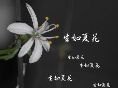 生如夏花 泰戈尔所著的诗歌 搜狗百科 生如夏花 泰戈尔所著的诗歌 搜狗百科