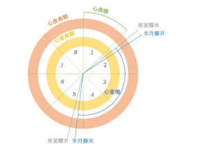 心动周期