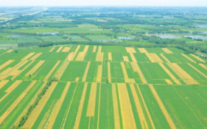 平原地区河湖众多,水网纵横,具有典型的南国水乡特色.