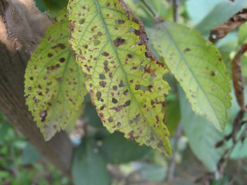 樱桃细菌性穿孔病