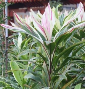 锦朱蕉（Amabilis）