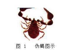 伪蝎