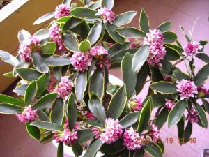 瑞香花图册