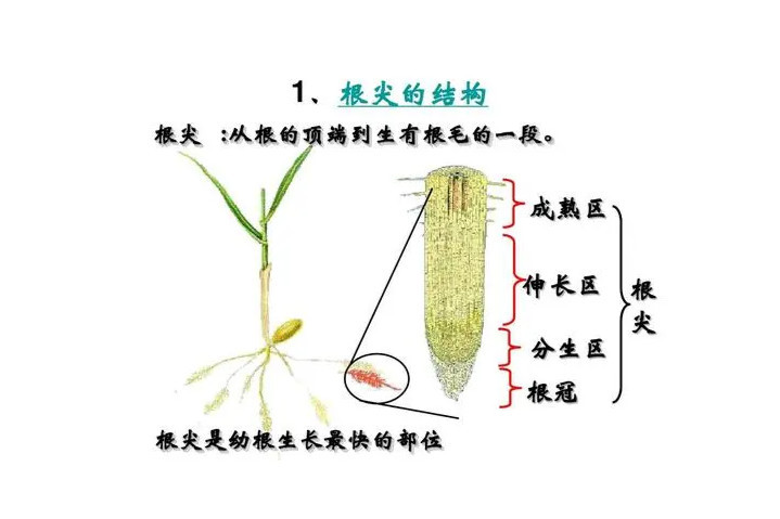 根尖 植物根的前端 搜狗百科