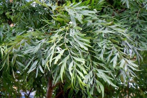 银桦(山龙眼科银桦属植物)_搜狗百科
