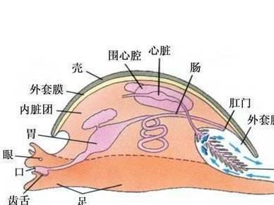 外套膜 搜狗百科