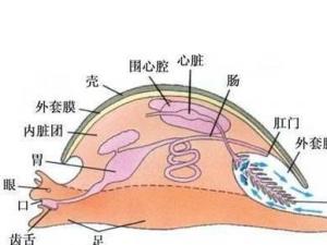 蜗牛外套膜图片