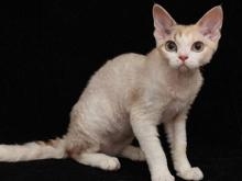 德文卷毛猫