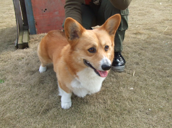 威尔斯柯基犬