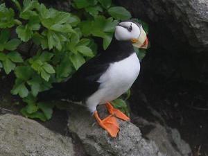 角海鹦