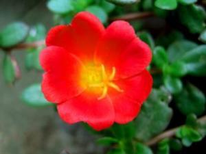 午时花