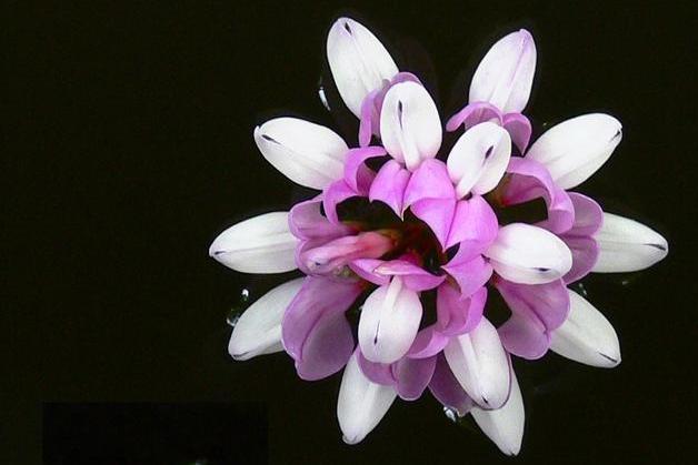 诞生花 菊科杜鹃亚属植物 搜狗百科 诞生花 菊科杜鹃亚属植物 搜狗百科