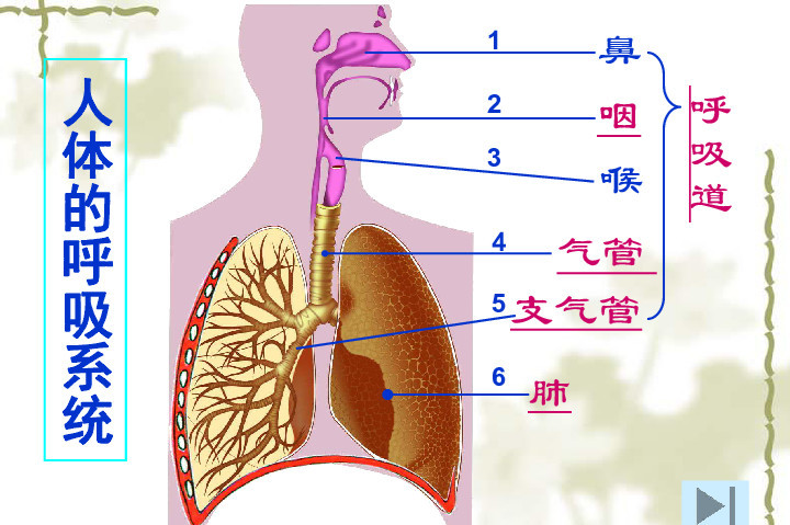 呼吸系统 执行机体和外界进行气体交换的器官的总称 搜狗百科