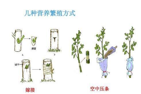 营养繁殖_搜狗百科