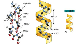 α螺旋