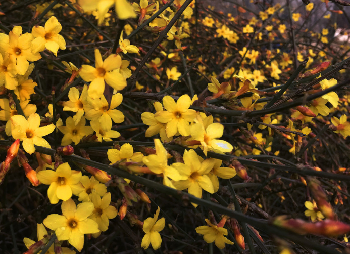迎春花