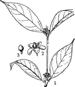 被子植物门门英文名angiospermae纲中文名双子叶植物纲纲英文名dicot