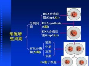 细胞周期