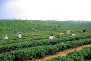 来牟镇一洞桥村种植茶叶6000余亩