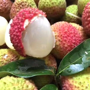 白糖罂荔枝