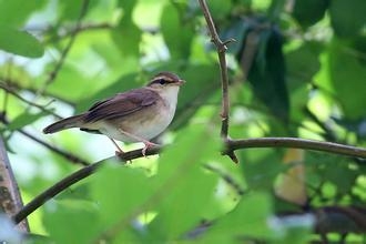 树是什么动物呢 0