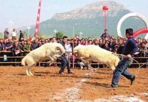 小尾寒羊斗羊赛