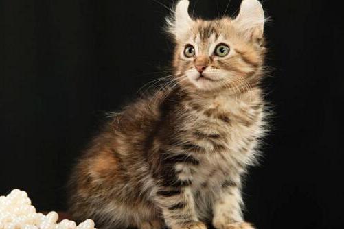 卷毛猫 猫科猫属动物 搜狗百科