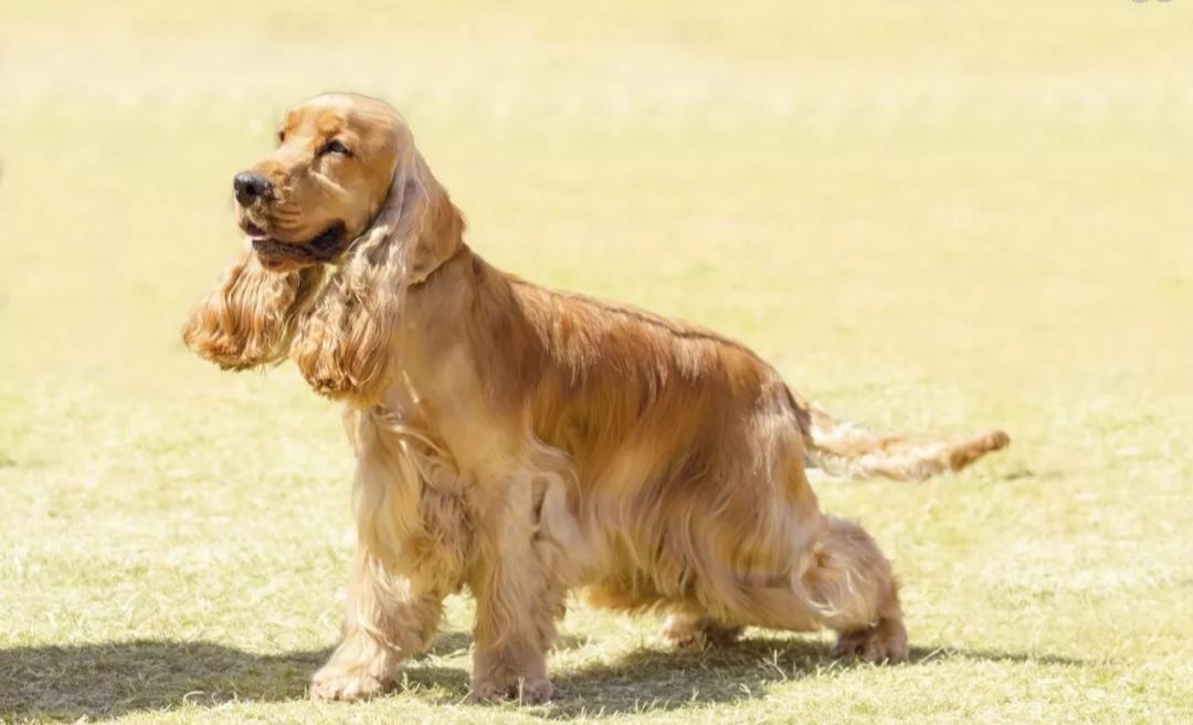 美国可卡犬