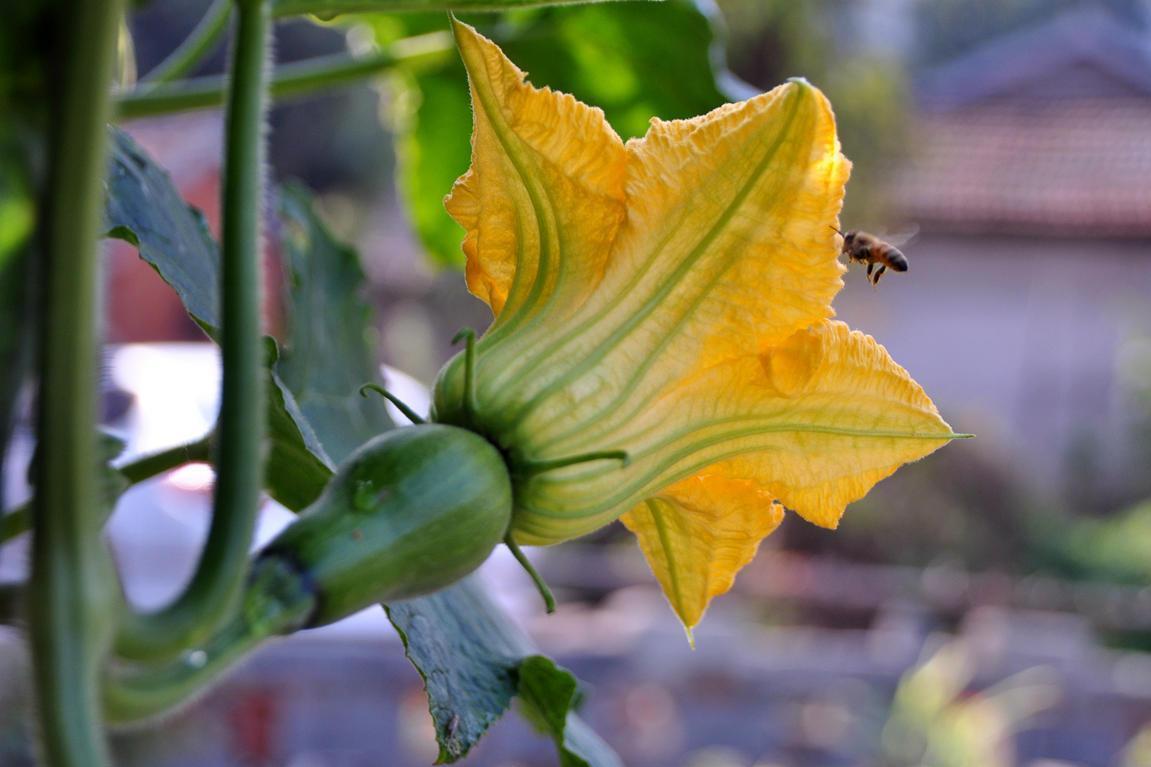 南瓜花 葫芦科植物南瓜的花 搜狗百科 南瓜花 葫芦科植物南瓜的花 搜狗百科