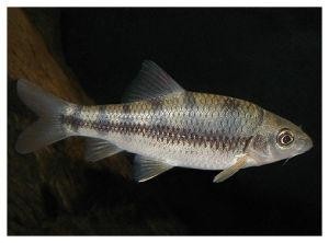 细身光唇鱼