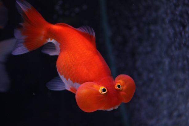 水泡金鱼 搜狗百科