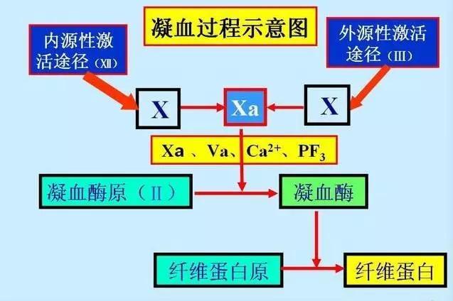 内源性凝血系统图片